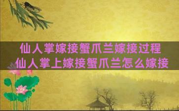 仙人掌嫁接蟹爪兰嫁接过程 仙人掌上嫁接蟹爪兰怎么嫁接